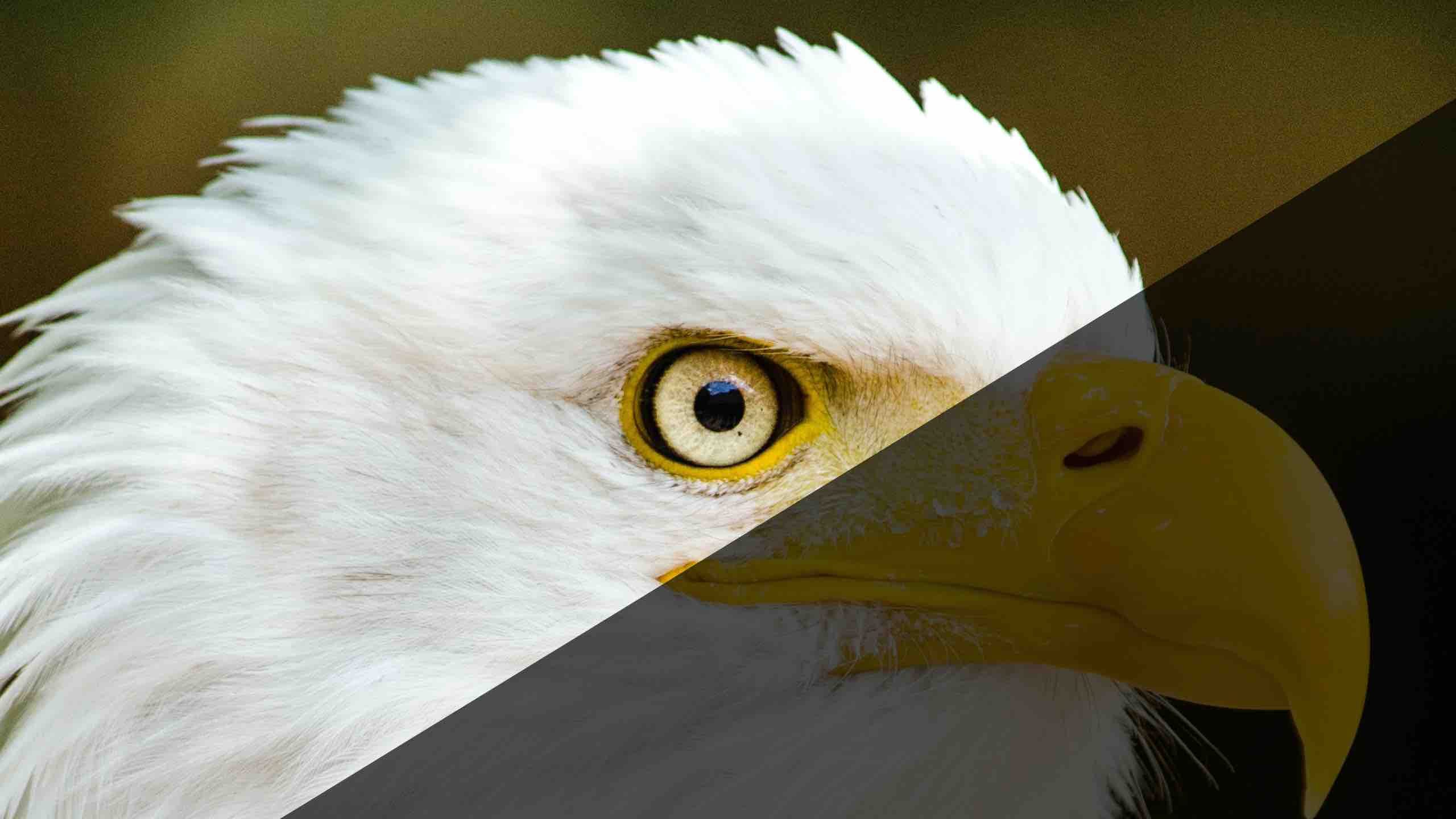 Adler