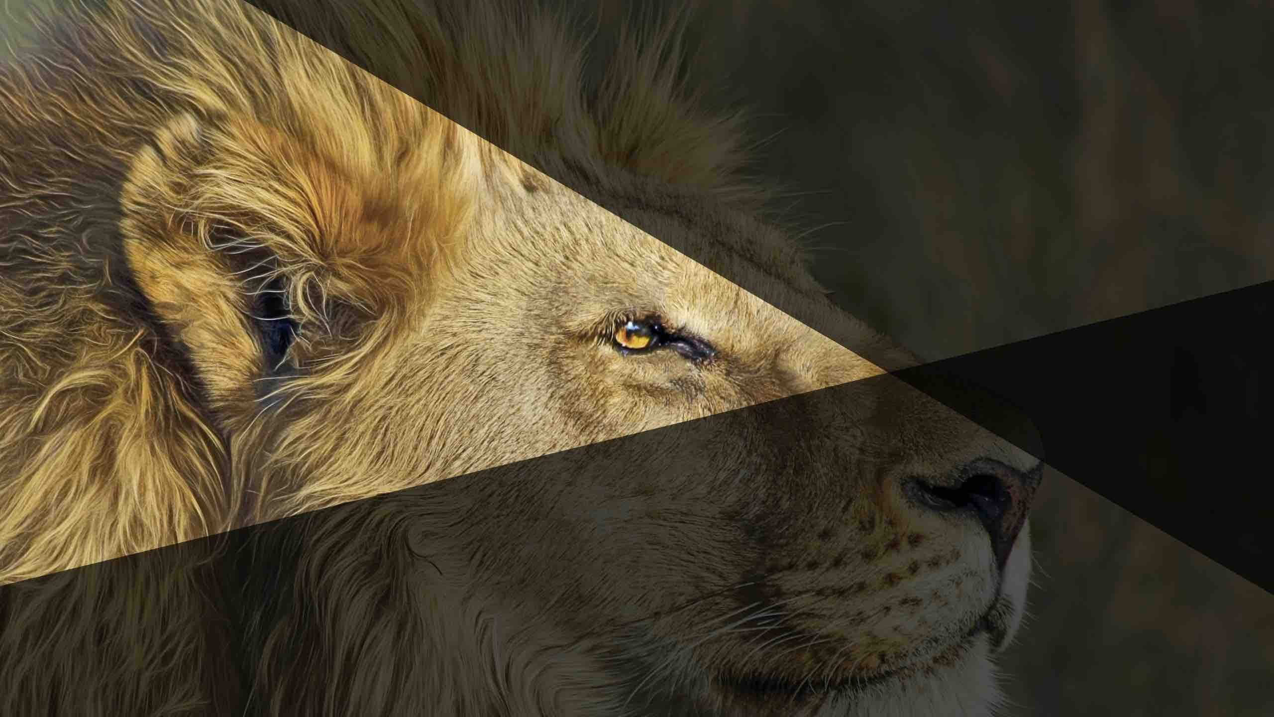 Löwe